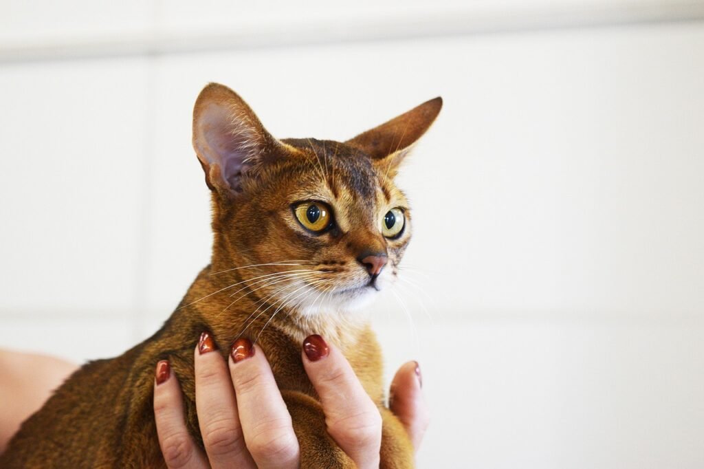 Abyssinian Cats in Popular Culture
