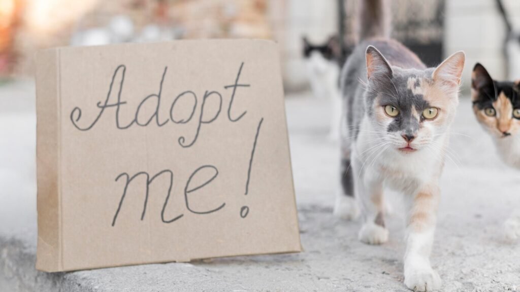 The adoption process at cat shelters is designed to ensure that every cat finds a loving and suitable forever home.