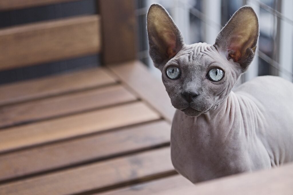 The Sphynx cat is considered one of the most distinctive breeds, in terms of its distinctive appearance and warm and affectionate nature