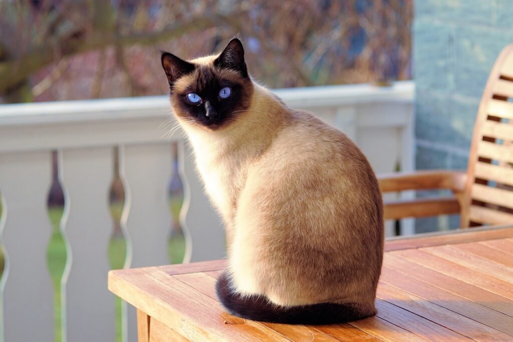 Judges and exhibitors alike praise Birmans for their striking appearance and delightful temperament,