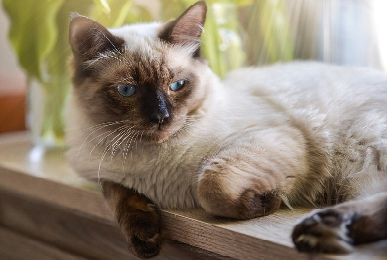 The Complete Guide to Ragdoll Cats: Origins, Traits, Care, and Choosing a Trustworthy Breeder