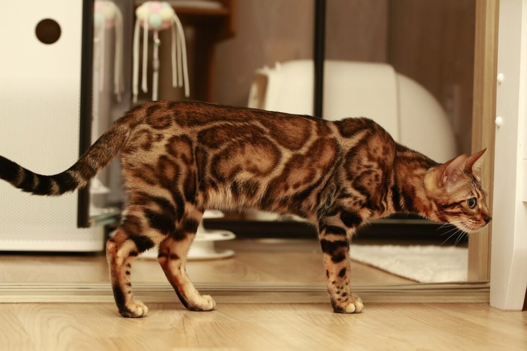 The Bengal breed is a result of crossing domestic cats with the Asian leopard cat. 