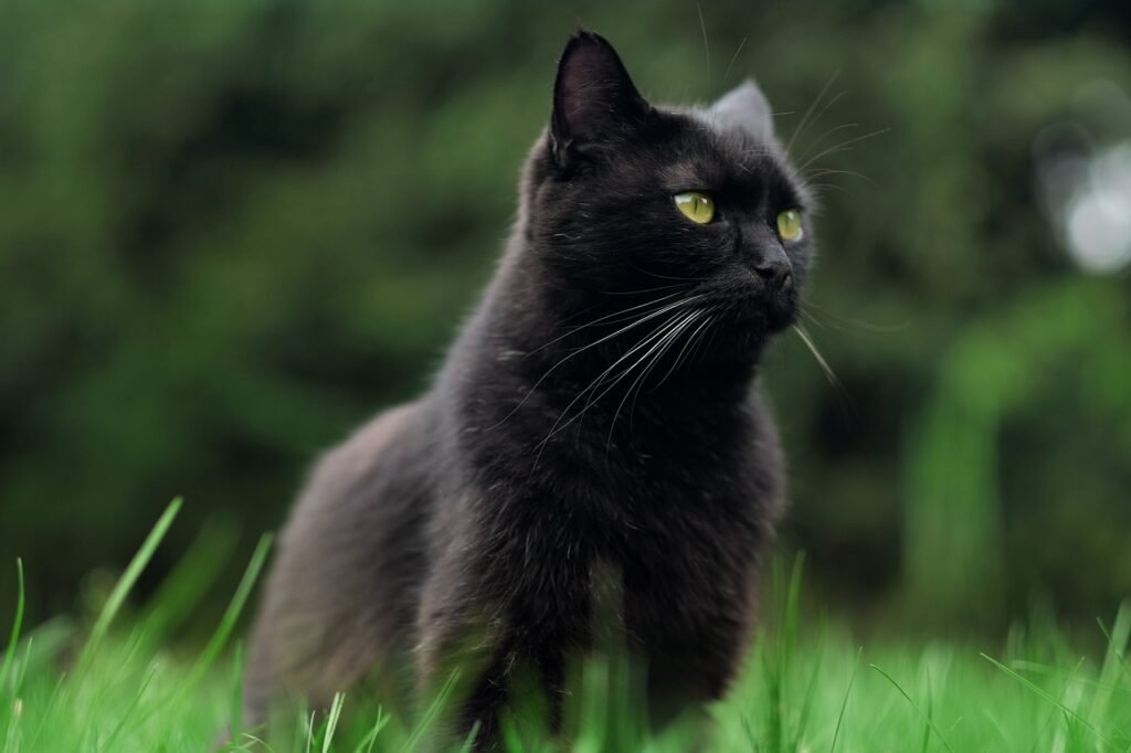 Bombay Cats are renowned for their striking physical features that make them stand out in the feline world