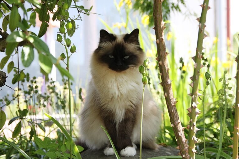 Introducing the Birman Cat: Behavior, Grooming, and Health Care