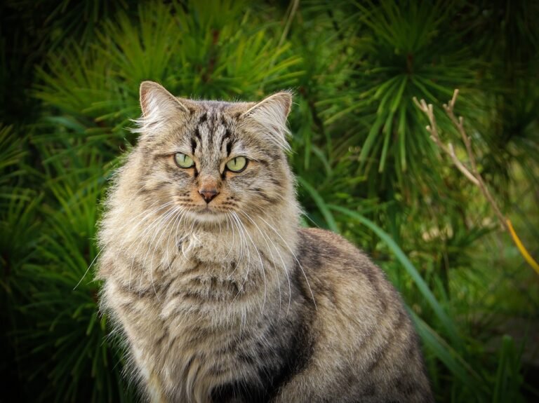 Understanding the Siberian Cat - A Complete Guide