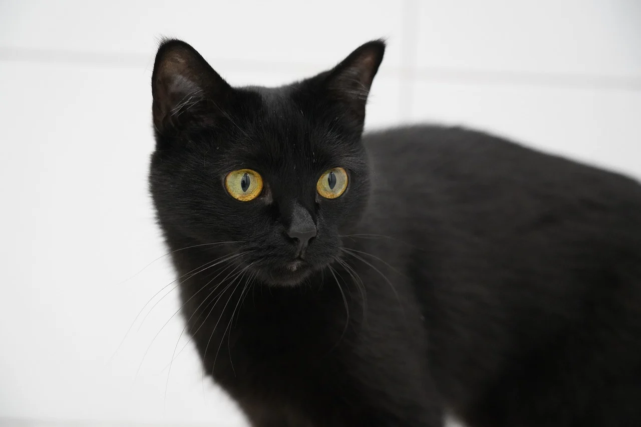 The Mystique of Bombay Cats - Amazing Black Cat Breeds