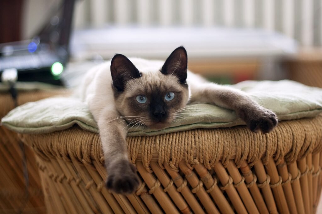 Birman cats have relatively low grooming needs compared to other long-haired breeds. 