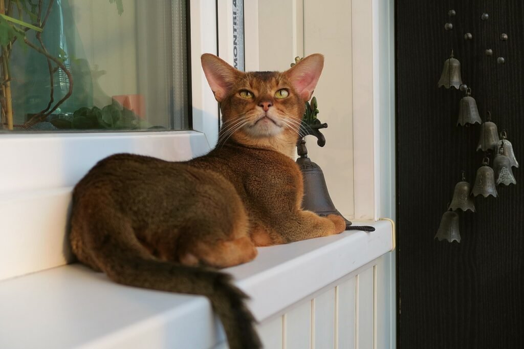 The Abyssinian cat is easily recognizable due to its distinctive coat and athletic build.