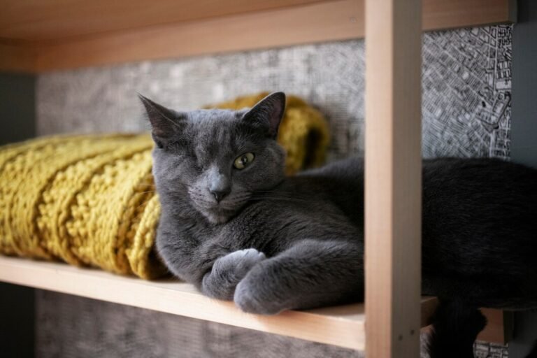 The Ultimate Guide to Cat Shelters: Rescue, Healing, and Adoption