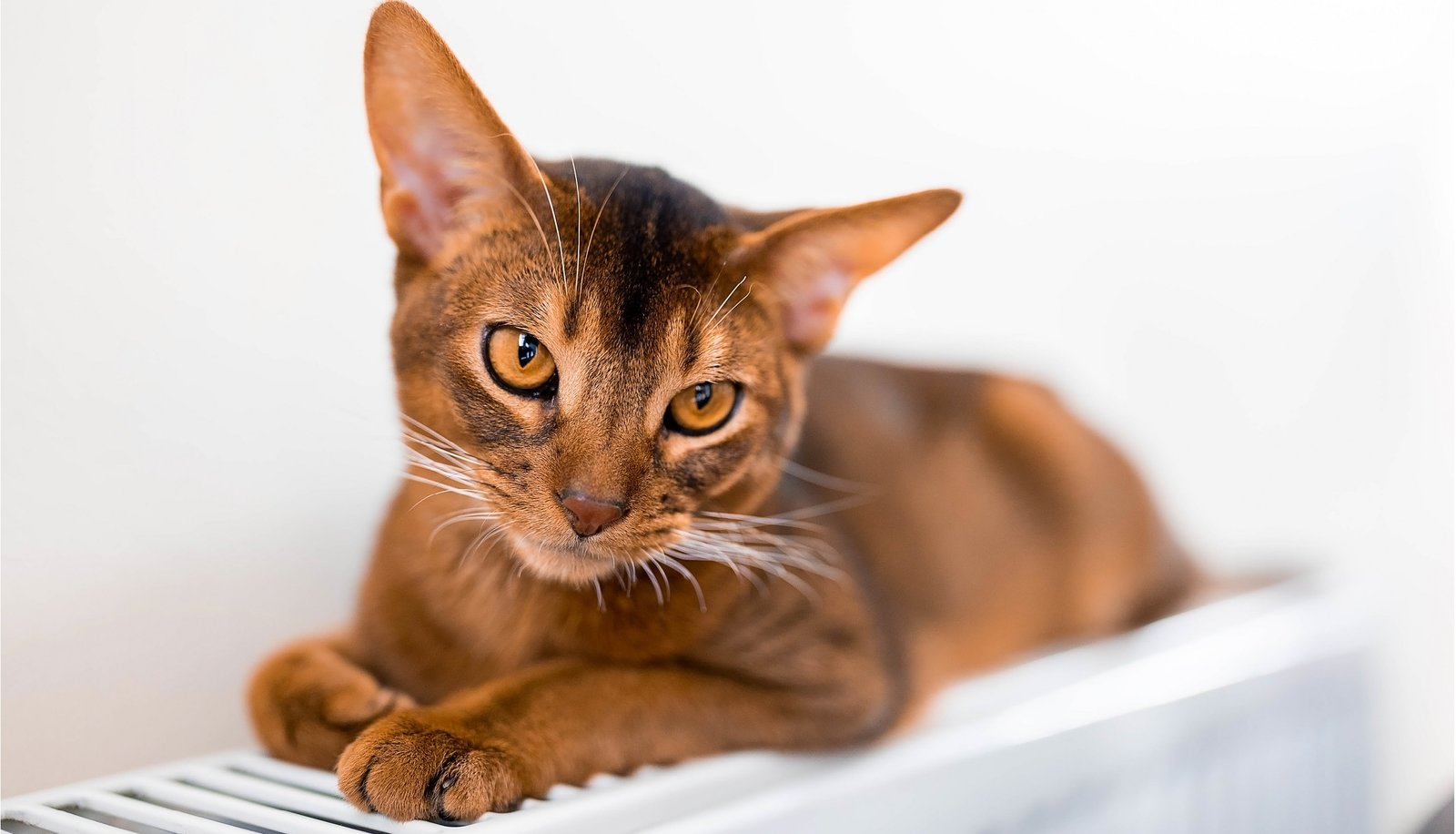 Abyssinian Cats Breeds