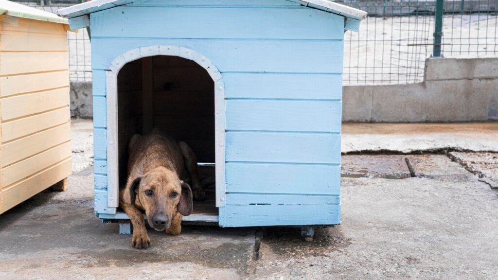 Dog shelters play an essential role in our society,