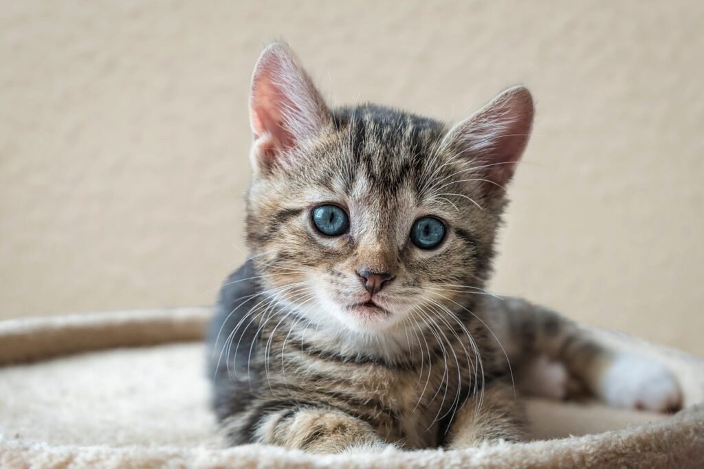 American Shorthairs are generally healthy and robust cats