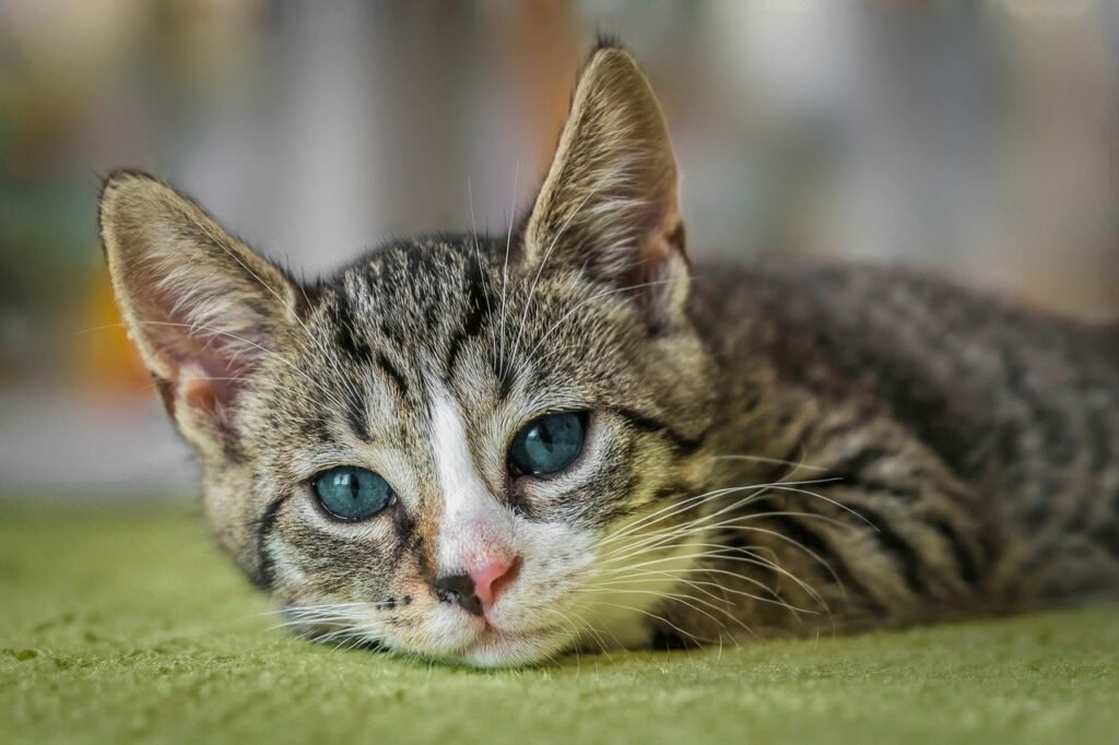 Short-haired cat breeds have sleek