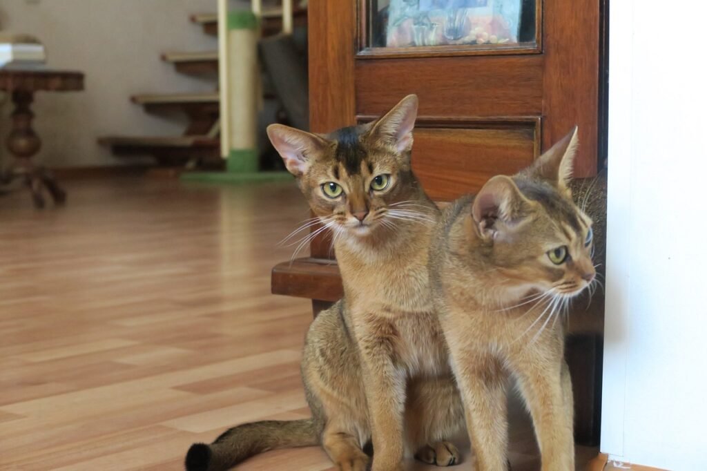 Training an Abyssinian cat can be a rewarding experience