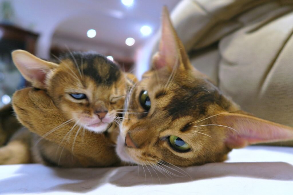 Abyssinians are known for their lively and curious nature, making them a favorite among cat enthusiasts.