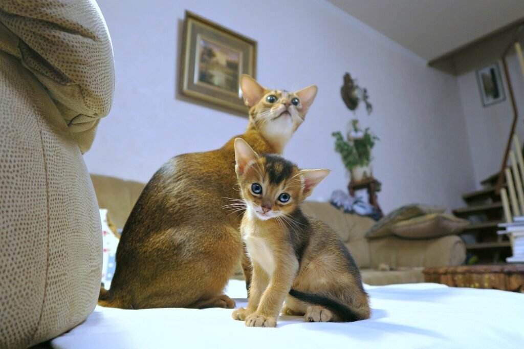 Abyssinian cats are generally healthy, 