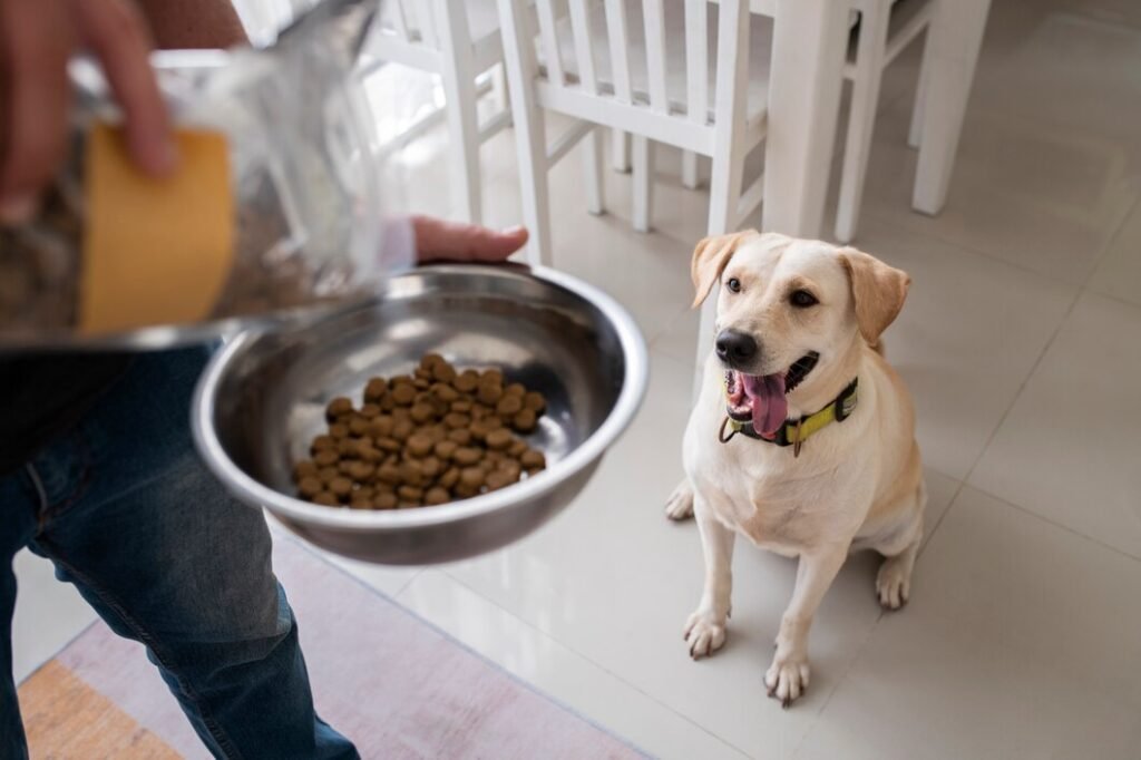 The morning routine is critical, as it sets the tone for the rest of the day and ensures that each dog’s immediate needs are met.