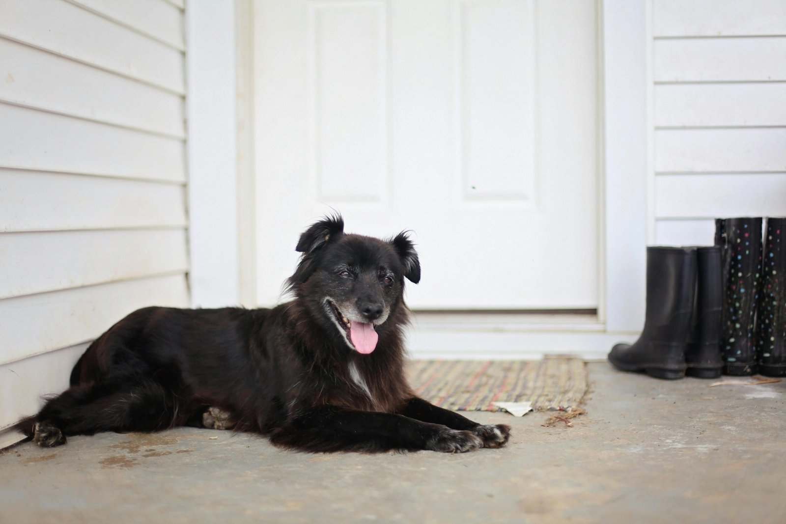 Inside the Heart of a Dog Shelter - A Journey of Hope and Care