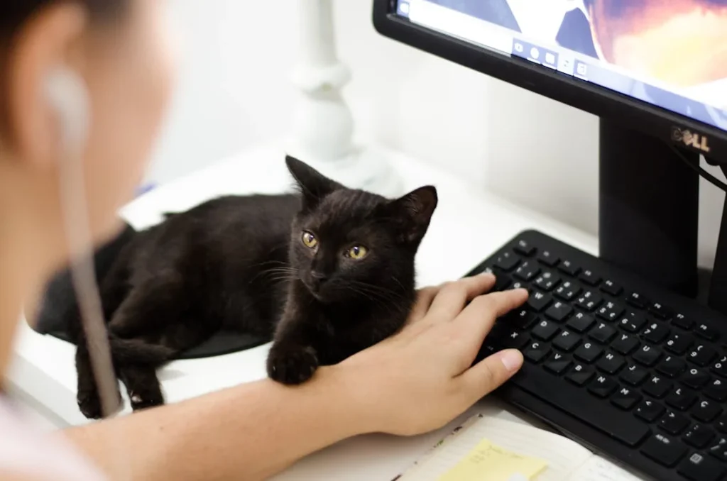 Bombay Cats are known for forming strong bonds with their human companions. 
