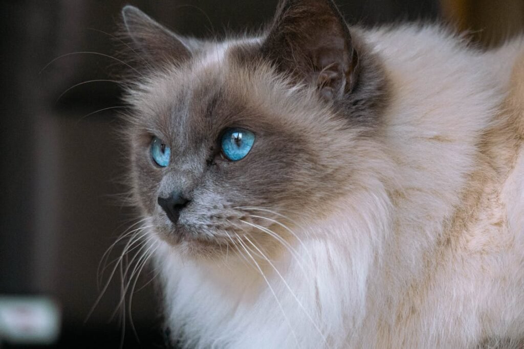 Ragdolls are known for their docile and affectionate nature. 