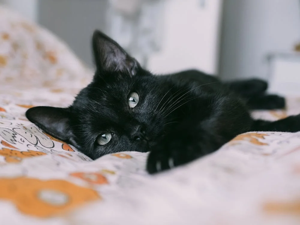 Despite their short coat, Bombay Cats require regular grooming to maintain their glossy fur and reduce shedding.