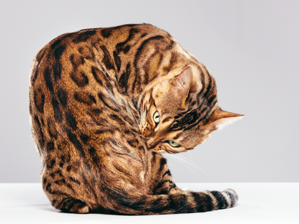 The Fascinating World of Large Bengal Cat Breeds