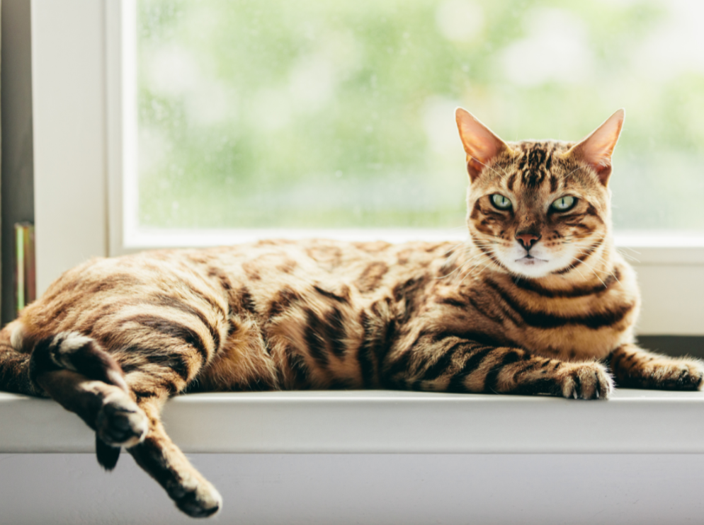 Bengal cats are renowned for their exotic looks and captivating personalities.