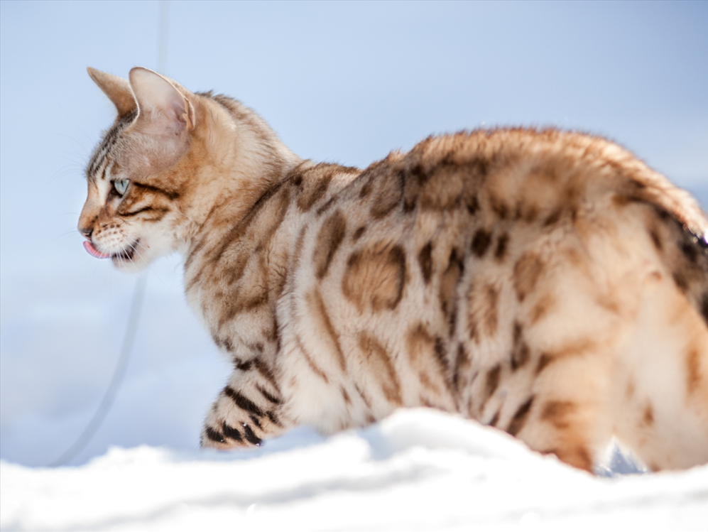 Snow Bengal cats offer a breathtaking variation on the classic Bengal.