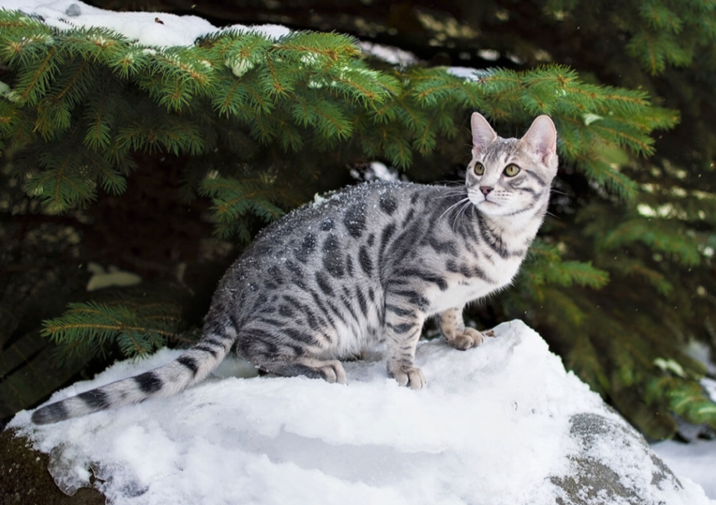 Blue Bengals are visually striking, with a coat that features a soft, greyish-blue background color and darker blue or charcoal markings.