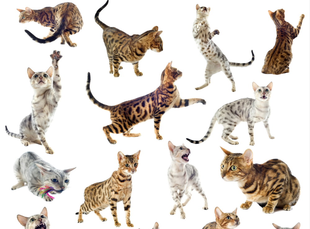 The variety of Bengal cat types offers something for everyone.