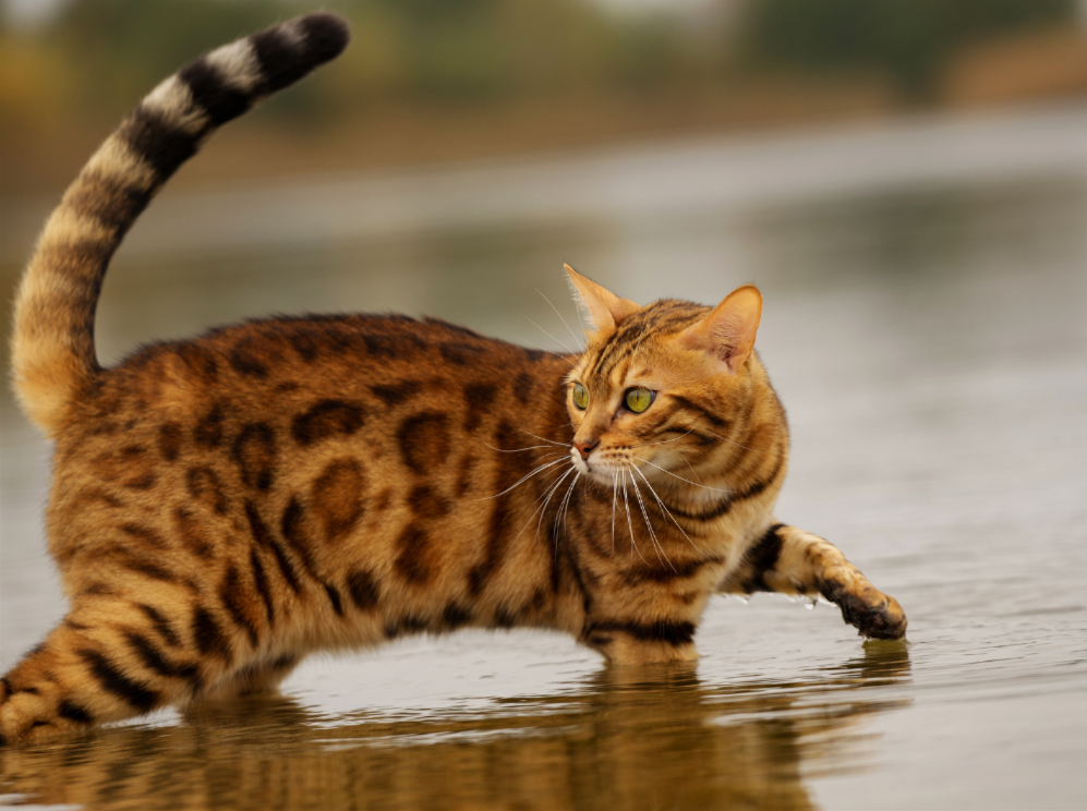 The wild ancestry of Bengal cats is a key reason for their illegal status in some regions. 