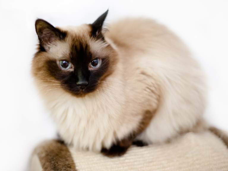 Top 10 Reasons Why Birman Cats Are So Affectionate