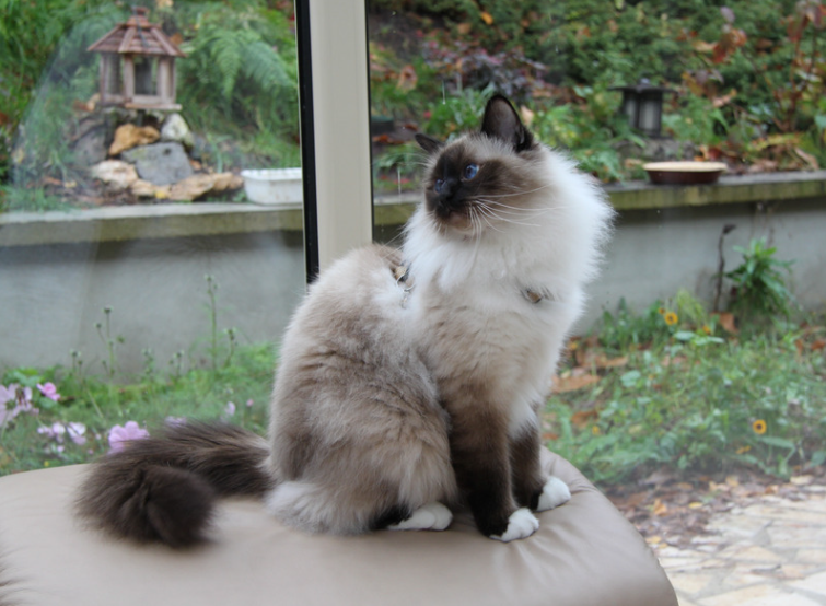 The elegant and graceful appearance of Birmans can enhance their appeal and affectionate behavior.