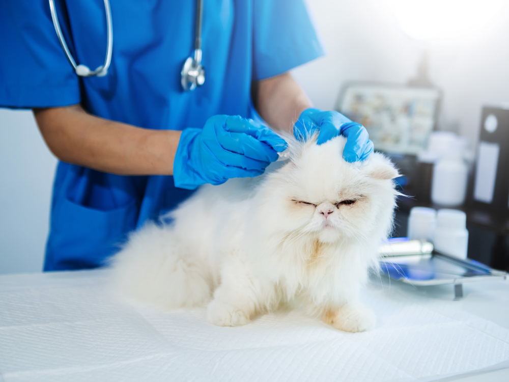 Regular veterinary care is crucial for all cats, but even more so for rare breeds.