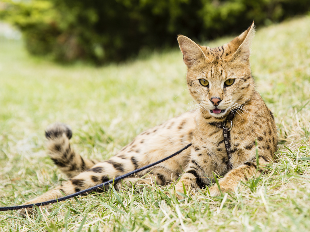 The temperament and behavior of a Savannah Cat are what makes this breed truly unique