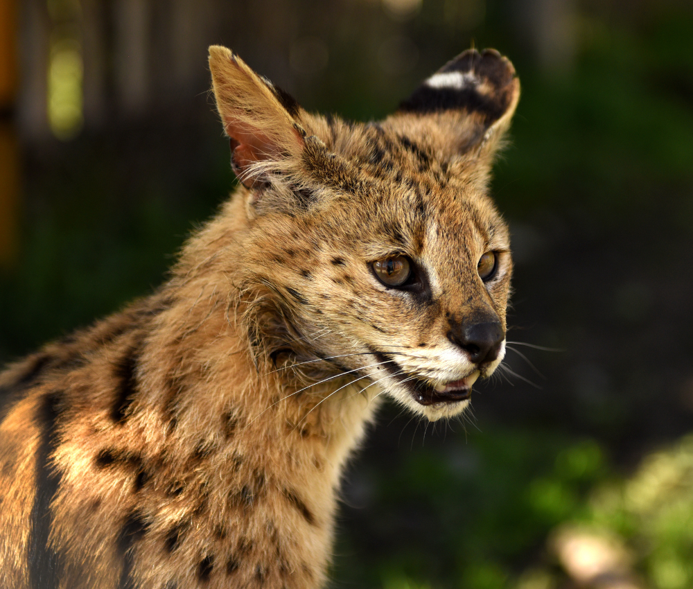  Everything You Need to Know About Choosing and Living with a Savannah Cat.