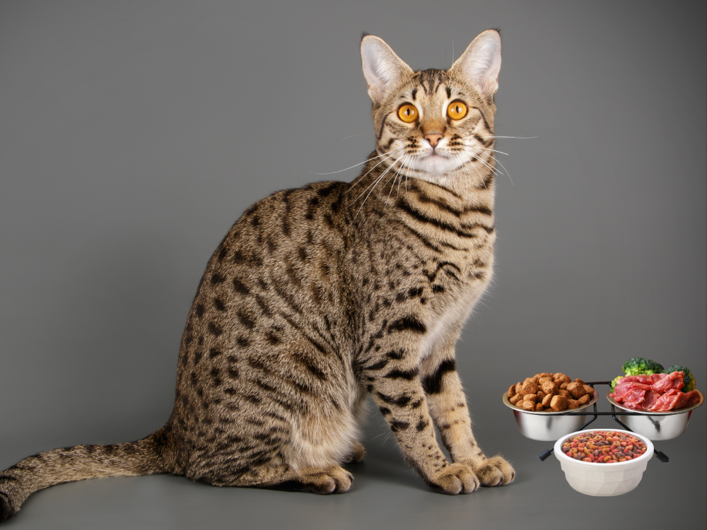 Some Savannah Cat owners opt for a raw diet.