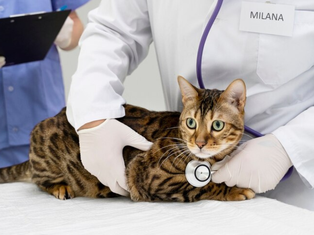 Savannah cats are generally healthy, but may be susceptible to certain conditions.