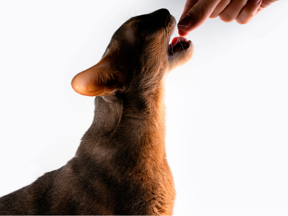 Providing Abyssinian cats with the right diet is essential to maintaining their health.