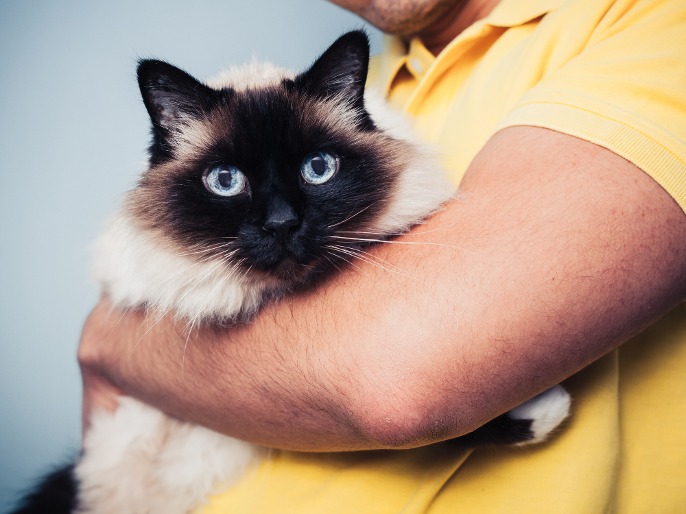 Birmans are known for their loving nature and reliability.