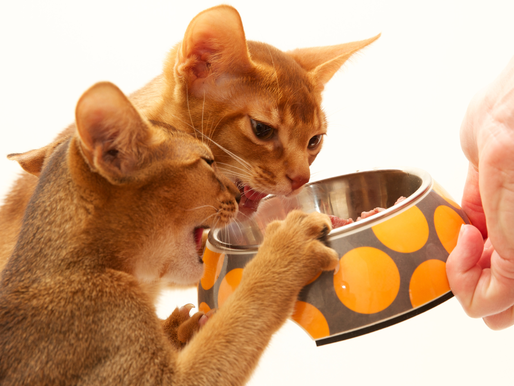 Treats can be a great way to reward your Abyssinian and strengthen the bond between you and your pet, but they should be given in moderation.