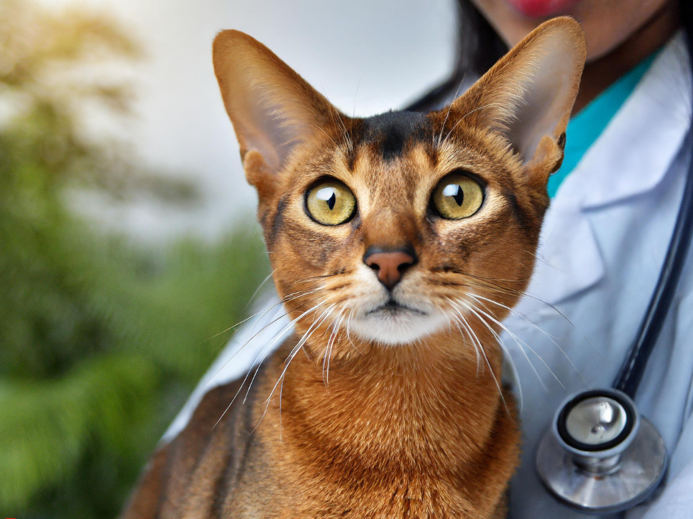 Like any pet, Abyssinians require regular veterinary care to ensure they remain healthy throughout their lives.