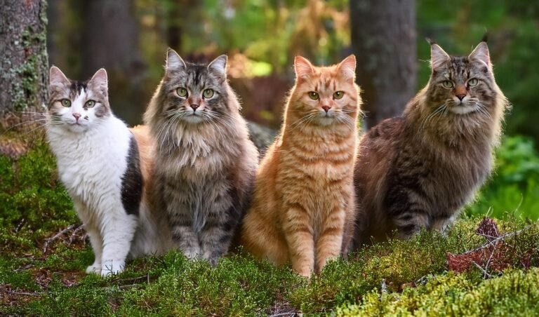 Exploring Beautiful Rare Cat Breeds: A Guide to Unique and Stunning Feline Companions