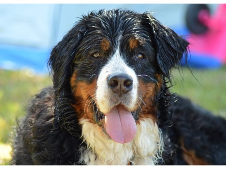 The Majestic World of Large Dog Breeds