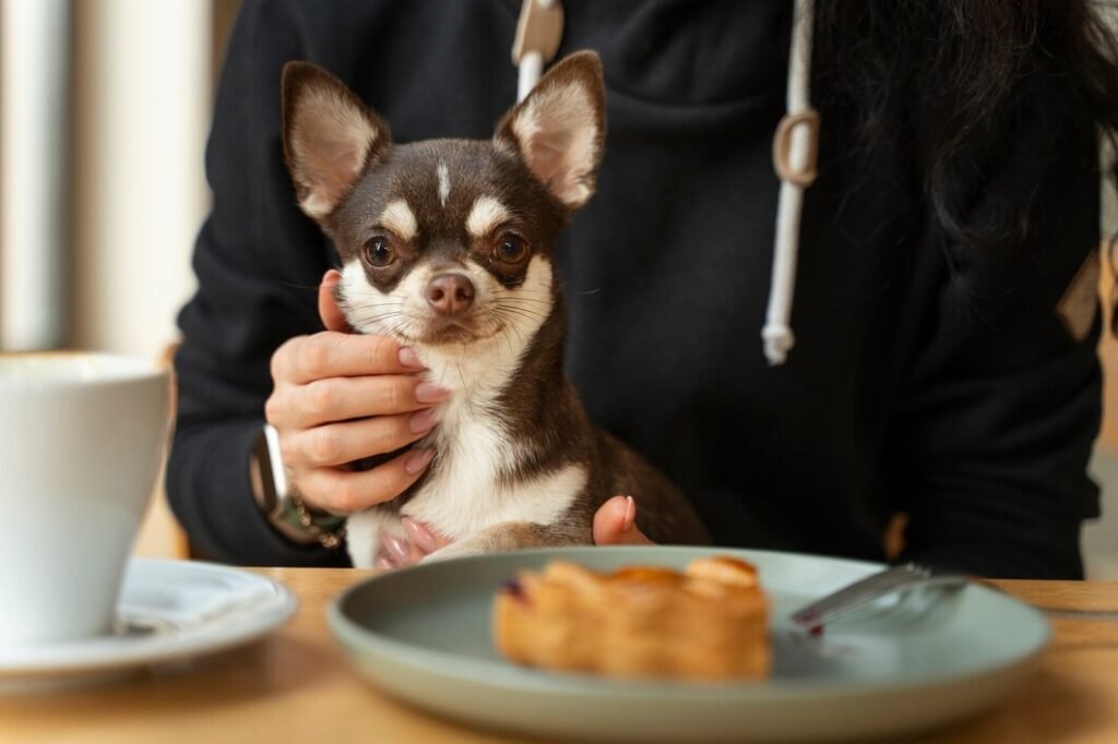 Eating a balanced diet is important to keep your dog healthy
