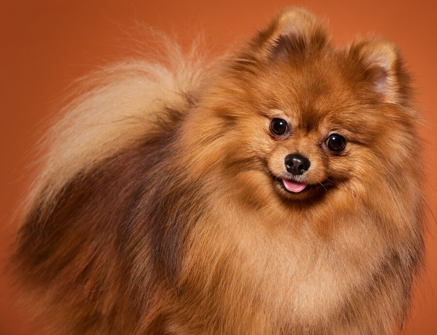 The long-haired dog is known for its fluffy fur and lively spirit.
