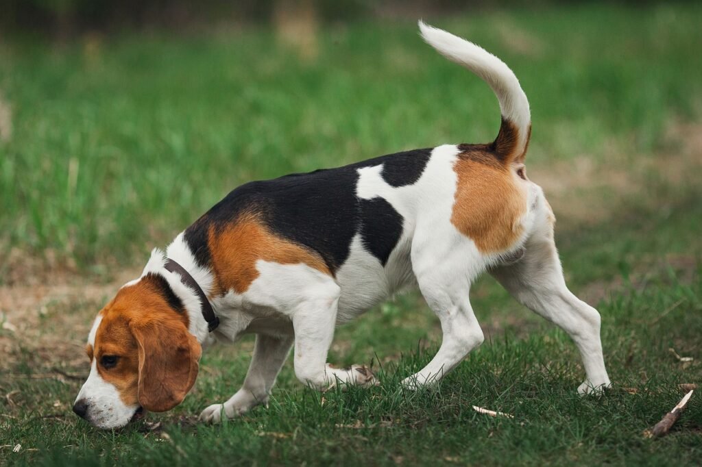 The Beagle is a small-to-medium hound with a keen sense of smell and a friendly disposition.