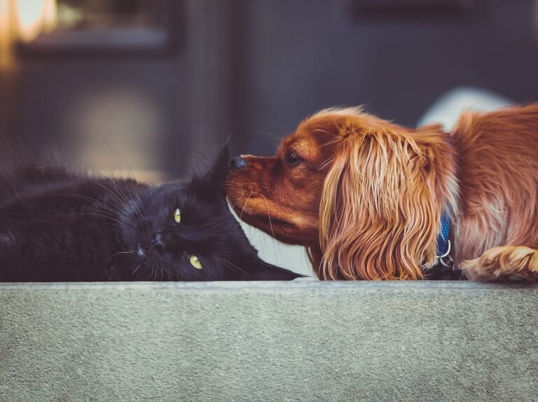 How to Introduce a Cat to a Dog: A Step-by-Step Guide for Peaceful Coexistence