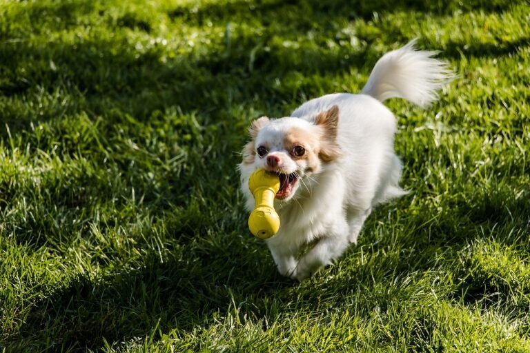 Dog Squeaky Toys: Benefits, Training Tips, and Safety