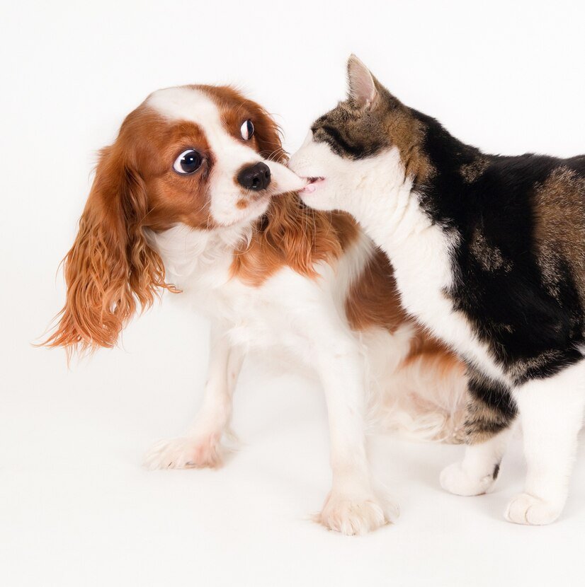 Dogs with a high prey drive may see a cat as something to chase, while territorial cats may react aggressively to what they perceive as an intruder.